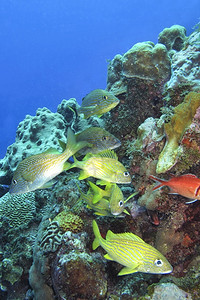 珊瑚礁加勒比海青年岛古巴美洲阿尔韦托卡雷拉环境美国鱼图片