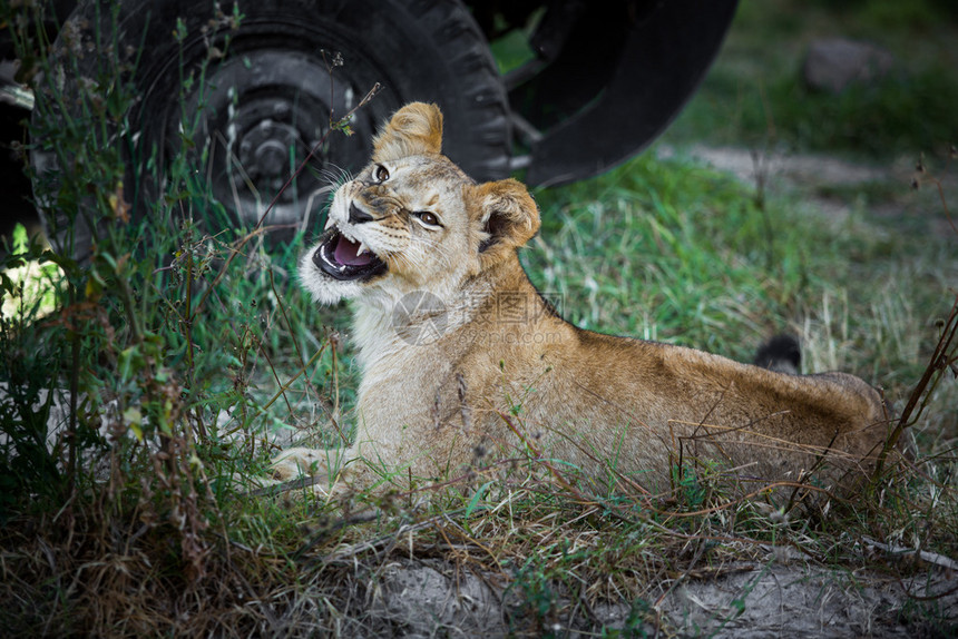 脸一只年轻的狮子躺在草地上一只年轻的狮子在草地上咆哮可爱的马赛图片