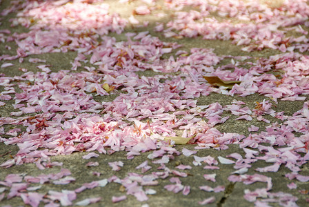 花婚礼后玫瑰在地上脱落美丽花瓣图片