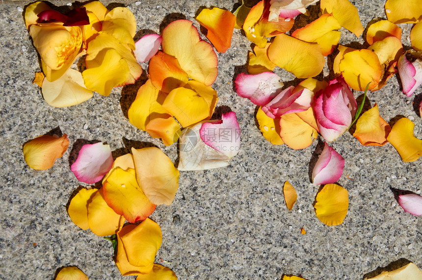 婚礼后玫瑰在地上脱落粉色的春天叶子图片