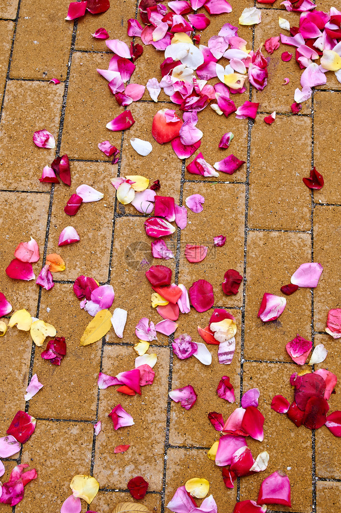 美丽婚姻礼后玫瑰在地上脱落夏天图片