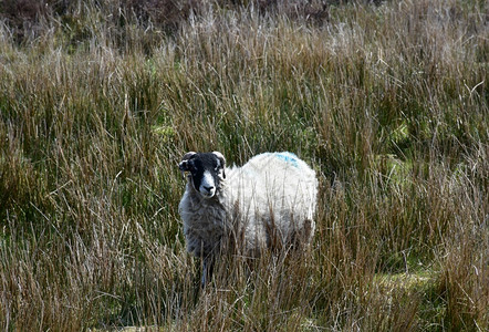 耐寒可爱的驯化美丽黑白人在长高的草地上面对着绵羊图片