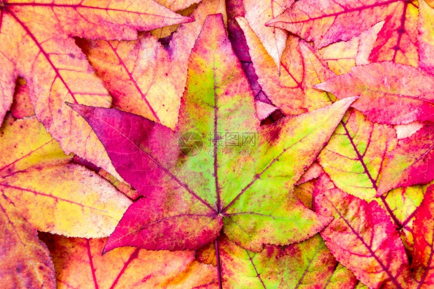秋季的落叶和美景图片