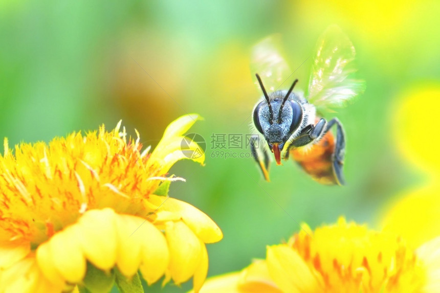 忙里的采蜂蜜的蜜蜂图片