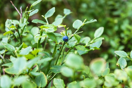 成熟的蓝莓灌木上成熟衬套素食主义者夏天图片