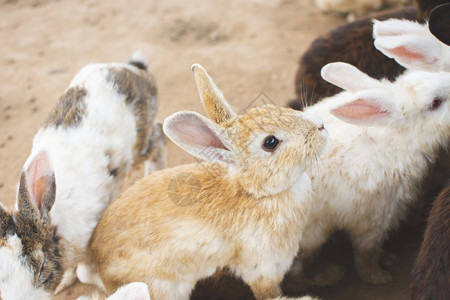 圈养的小兔子们图片