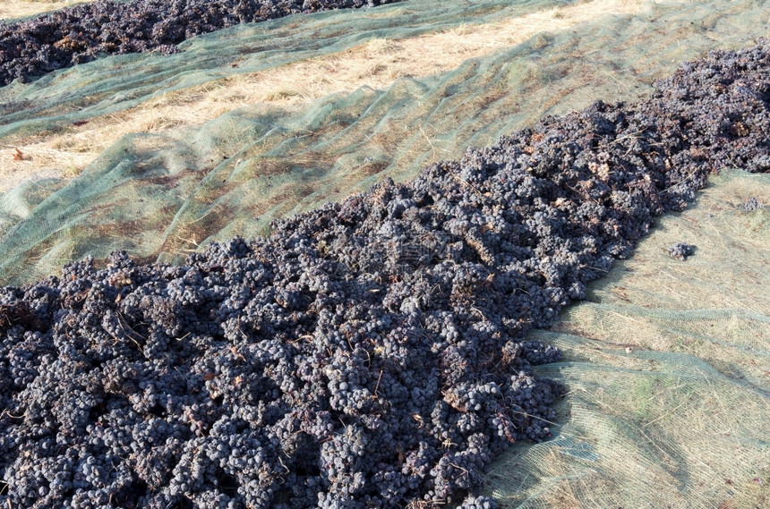 板条箱希腊圣托里尼岛的田地上葡萄干枯燥农业图片