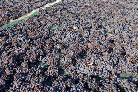 食物素主义者希腊圣托里尼岛的田地上葡萄干枯网图片