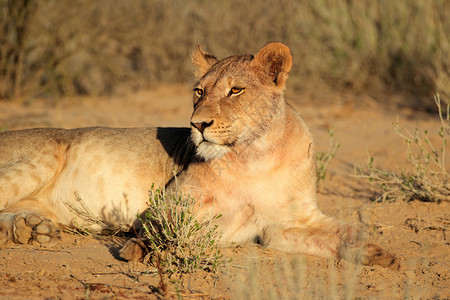 南非卡拉哈里喀座落在下方的豹女狮子Leo南部毛茸警惕图片