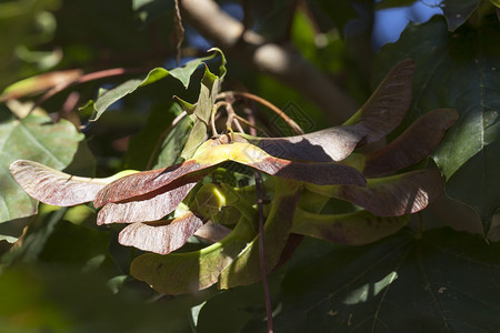 树叶野生动物森林落下前秋初的树枝上有叶子旧橄榄种图片