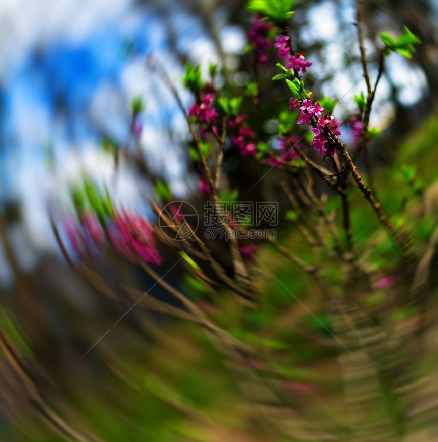 疏目的垂直紫色花朵bokeh缩放抽象细节图片