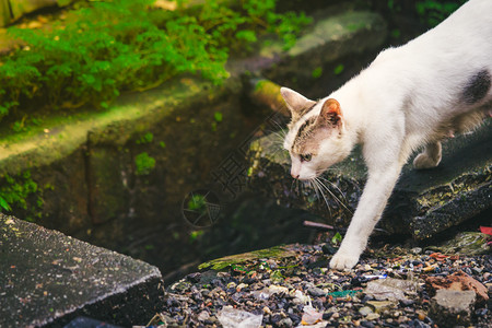 野生动物白棕色可爱猫直视前方平静的心情脸可爱图片