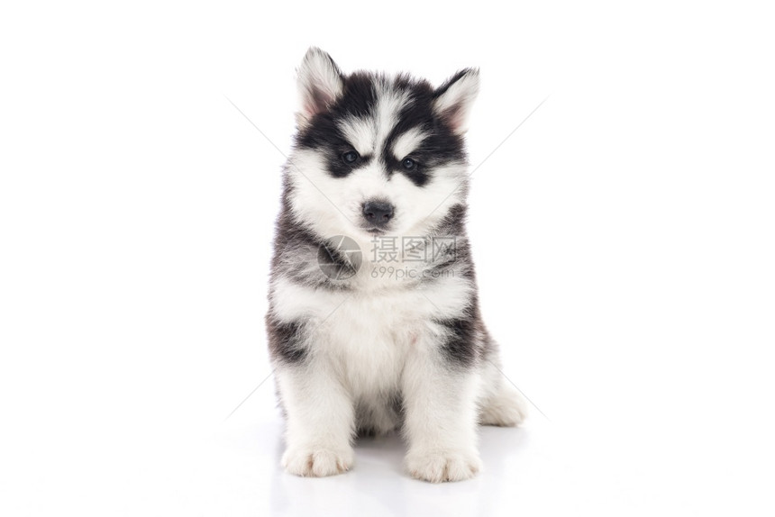 正面沙哑坐在白色背景的可爱西比莉亚哈斯基小狗孤立无援年轻的图片