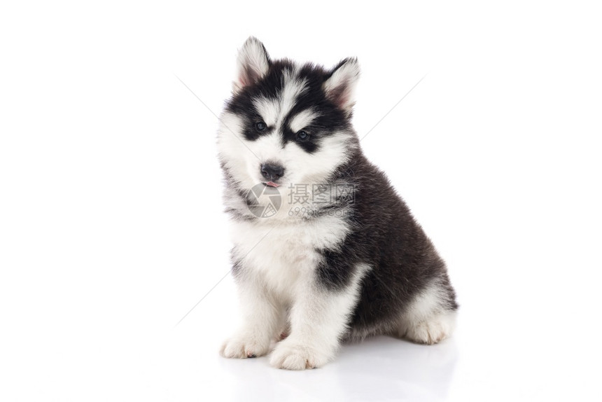 坐在白色背景的可爱西比莉亚哈斯基小狗孤立无援甜的毛皮疲劳图片