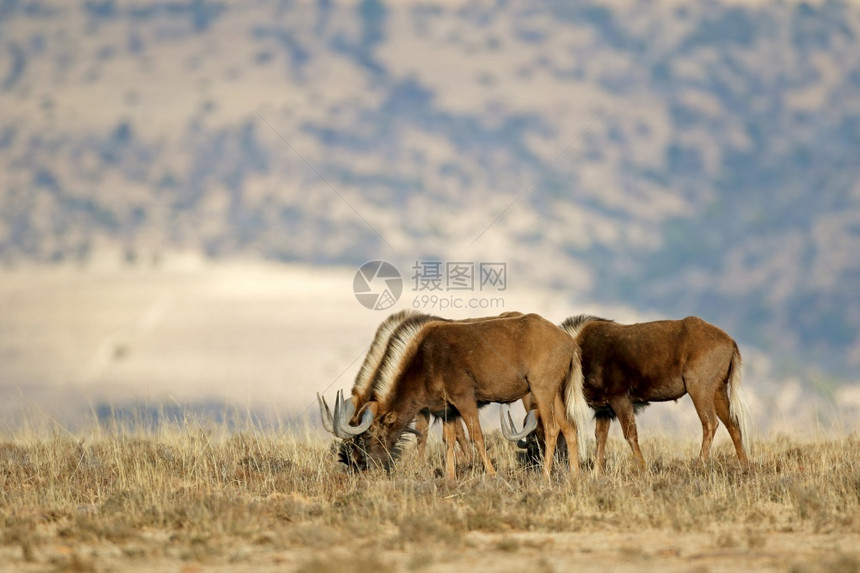 动物的南非Zebra山公园自然栖息地的Connochaetesgnou预订图片