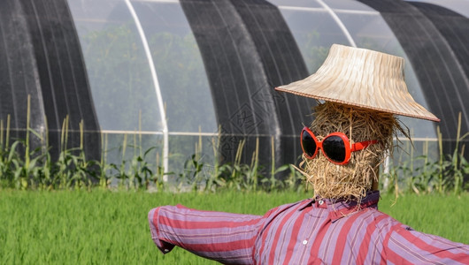 织物泰国人形的稻草身着红衬衫和太阳墨镜在稻田背景中特点绿色图片