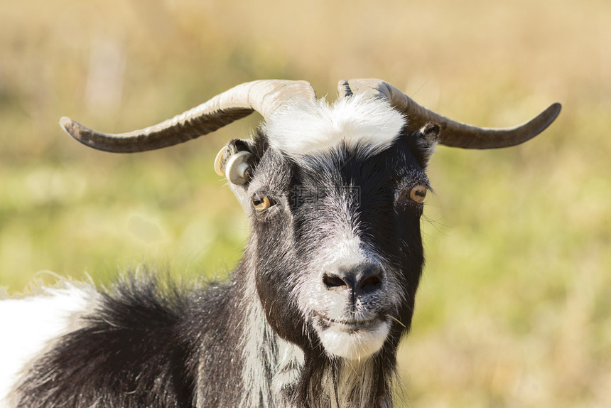 可爱的肥山羊肖像家畜看着相机羊毛户外国内的图片