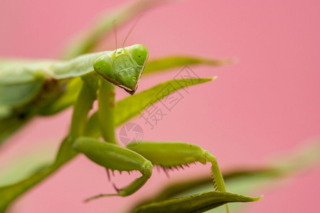 螳螂妖宗教环境绿叶上的非洲蚂蚁巨型或灌木鹤图片