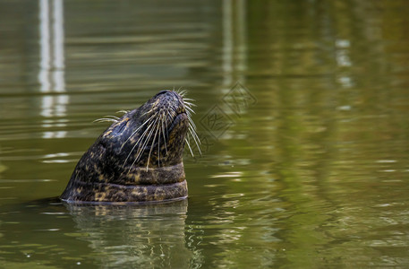西伯利亚常见的欧洲在水中游泳海豹脸部紧闭流行动物园高清图片