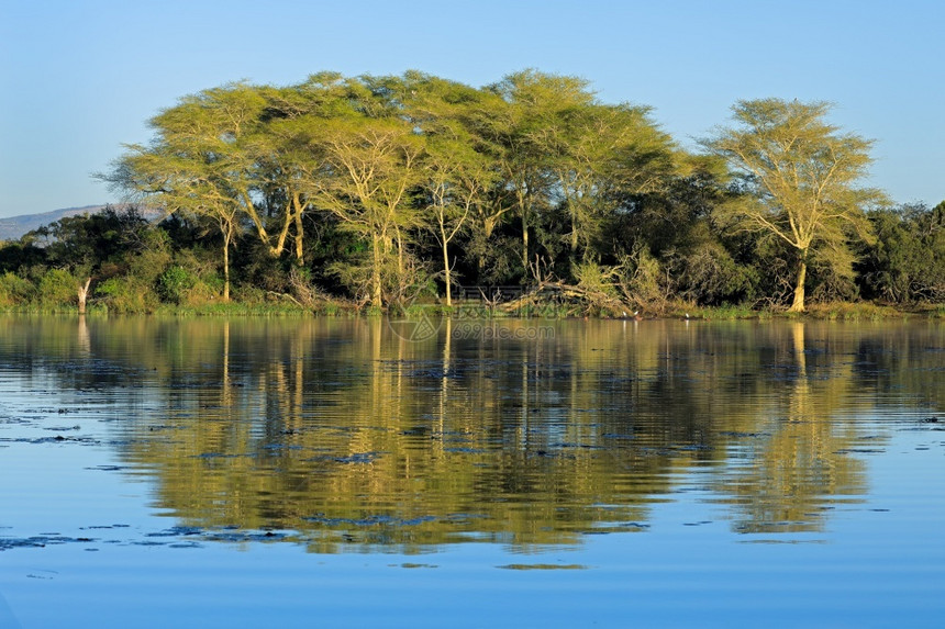 荒野南非Mkuze游戏保留地湖边生长的Vachelliaxanthoploea树木发烧图片