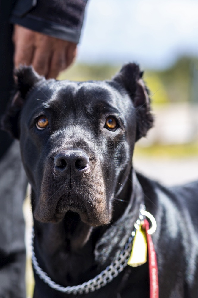 一个大黑警犬的肖像肯尼科罗传宗接代的头部中弹朋友一种图片