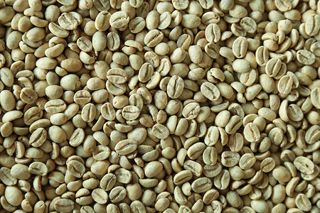生绿色新鲜咖啡豆自然摩卡白色的有香味图片