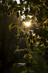 霍勒道太阳日出时详细介绍乌贝尔的Hop植物哈勒道图片