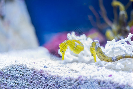 海鱼在水底生物中观测到海鱼深度明亮的植物图片
