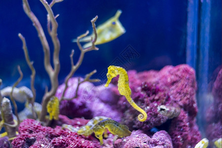 热带海鱼在水底生物中观测到海鱼野生动物自然图片