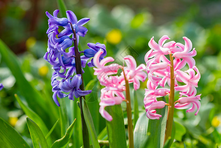 穆斯卡里新鲜花的夏天美丽紫罗兰和粉红色的花朵在春天盛开背景