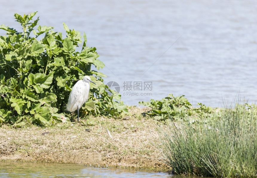 大白鹭寻找食物移民伟大的分支图片