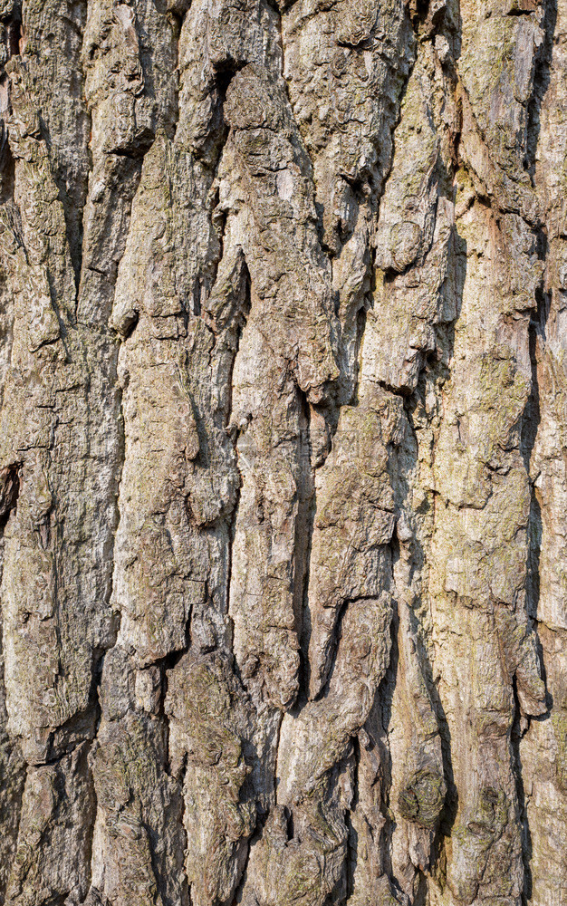 Duivenvoorde公园的橡树皮户外迪文沃尔德抽象的图片