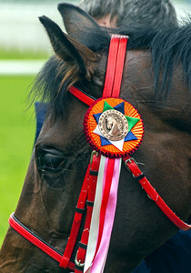 巴甫洛夫斯基运动的霍普纳那里PYATIGRSK俄罗斯联邦5月240年5月荣获PavlovskyHippodrome的普利兹奖得主红胸马匹Ho背景