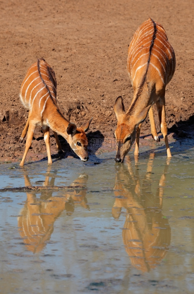 姆库泽荒野女南非Mkuze游戏保留区NyalaantelopesTrigeraphusangasii饮用水图片