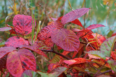 落下橡木秋天的树叶背景树上红叶秋天树背景风优美图片
