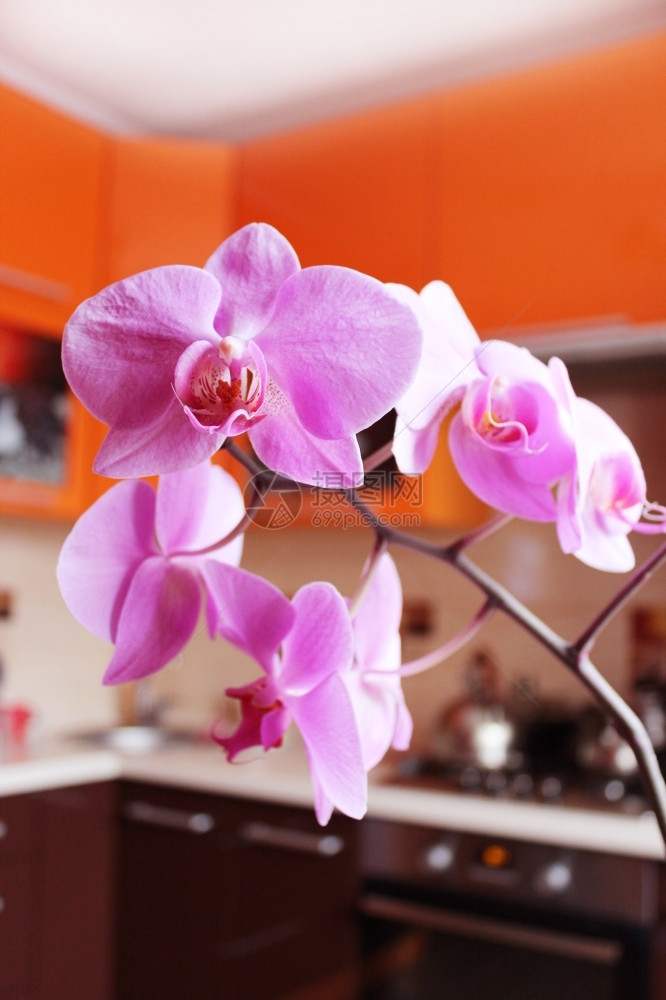 开花在奢华厨房的粉红兰花中美丽的粉红色兰花树枝在奢华的厨房里分支热带图片