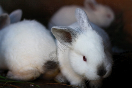 家庭农场养的纯白兔子图片