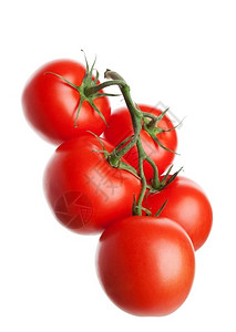 长大的蔬菜五种有机生长的西红柿在葡萄树上白底射杀美食图片