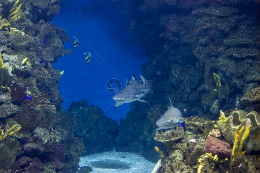 自然珊瑚深的海鱼在水底生物中观测到海鱼图片