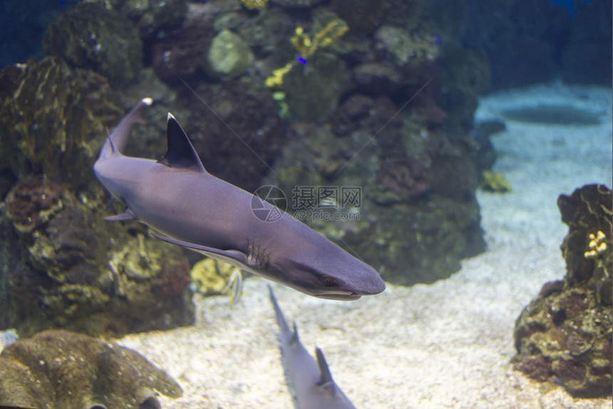 生活珊瑚海鱼在水底生物中观测到海鱼水下图片