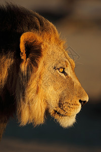 猫荒野南部非PantheraLeo非洲红豹一头大型非洲雄狮子的肖像图片