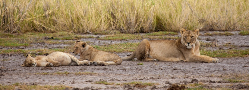 稀树草原观看一只狮子正在着就像小狮子在睡觉一样猫科动物图片