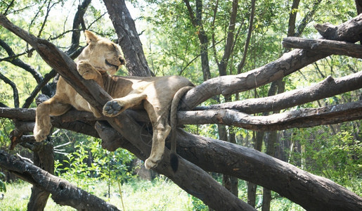 肖像狮子座年轻的坐在树上旅游图片