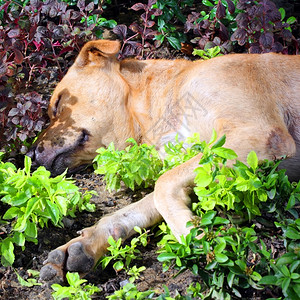 无家可归的狗在田里睡觉生病的猫动物图片