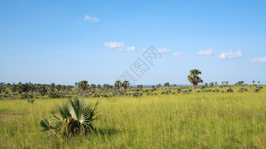 植物下降乌干达MurchisonFalls公园地貌的全景风路德维希图片
