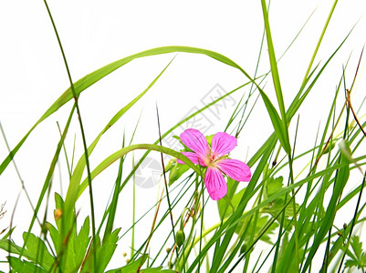 植物白底草药中的花朵杵光合作用高清图片