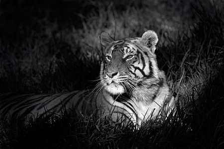 野生动物埋在草地上的红金虎单色图像Pantheratigrisbengalensics户外猫背景图片