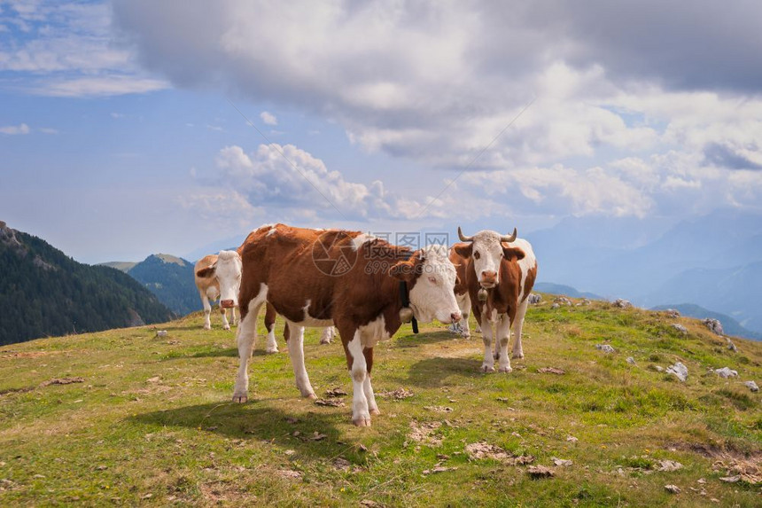 西泽阿尔姆的牛群在欧洲最大的高海拔地阿尔卑斯山草令人惊叹的岩石山脉背景放牧动物图片