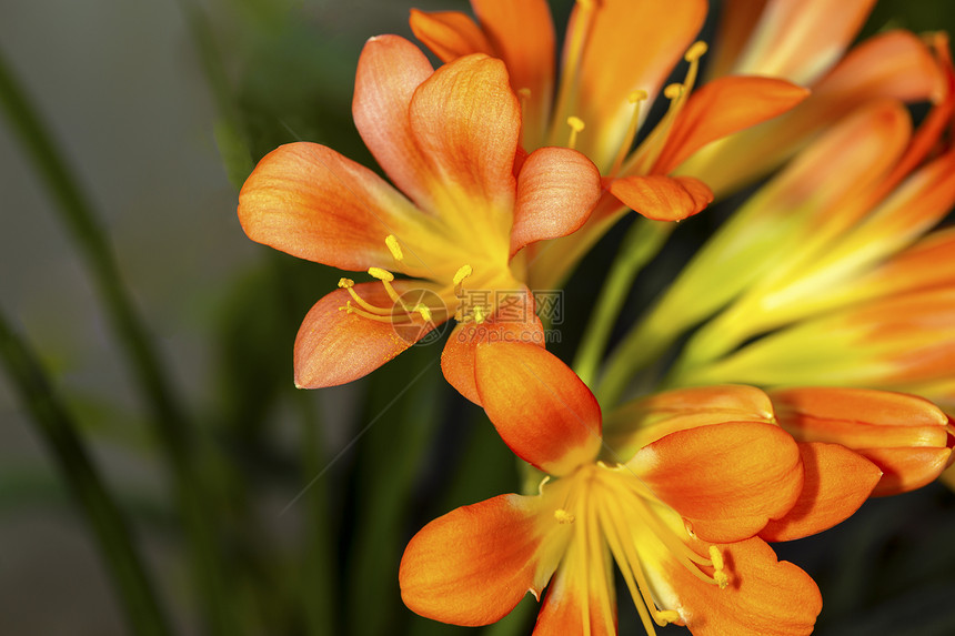 美丽明亮的橙色花朵卡菲尔利克维娅迷你塔花园令人惊叹的细节图片