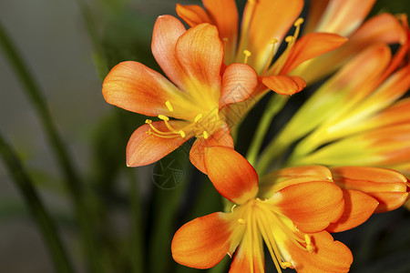 橙百合植物学花的高清图片